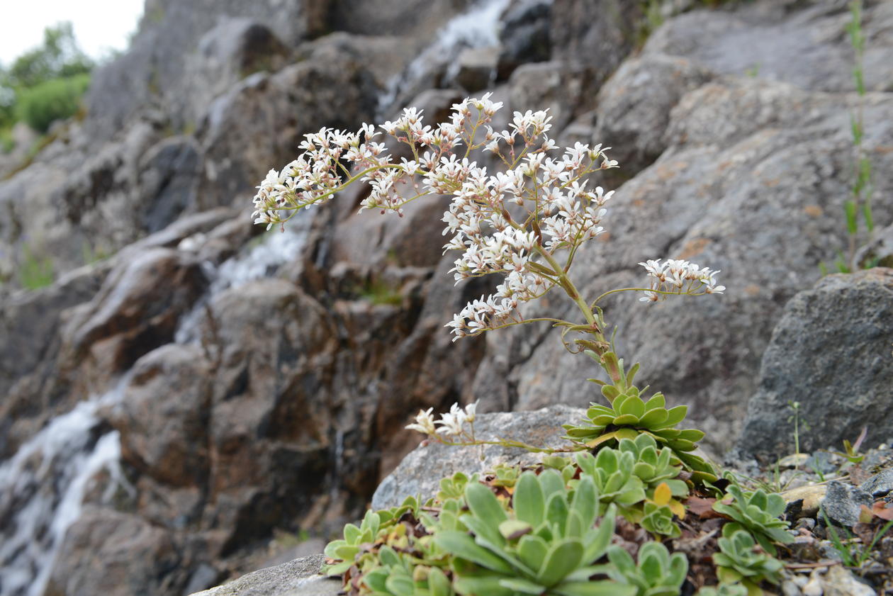 Pyramidal saxifrage (Saxifraga cotyledon) close to the waterfall.