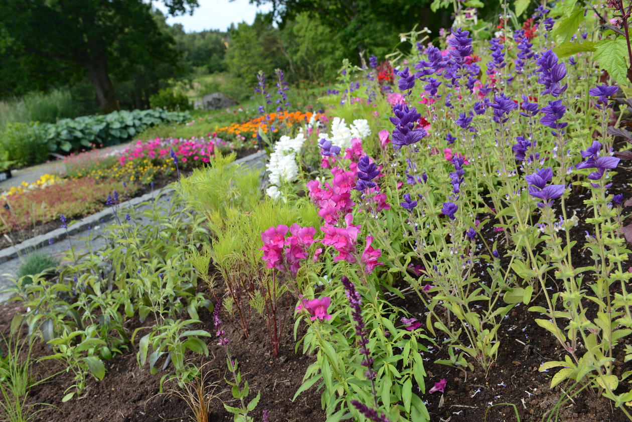 Fra hovedfeltet til sommerblomstene i Solåkeren i Botanisk hage.