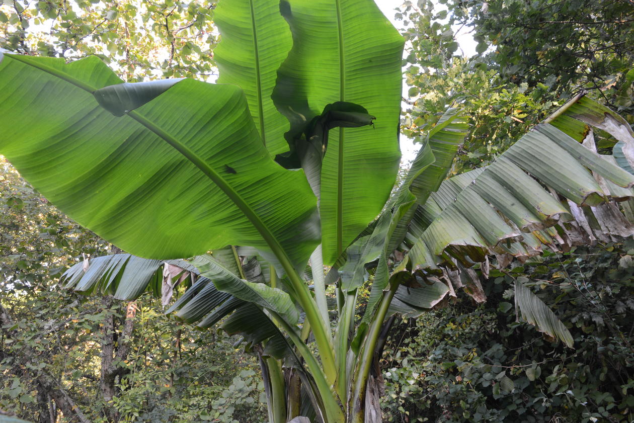 Bananplante blad