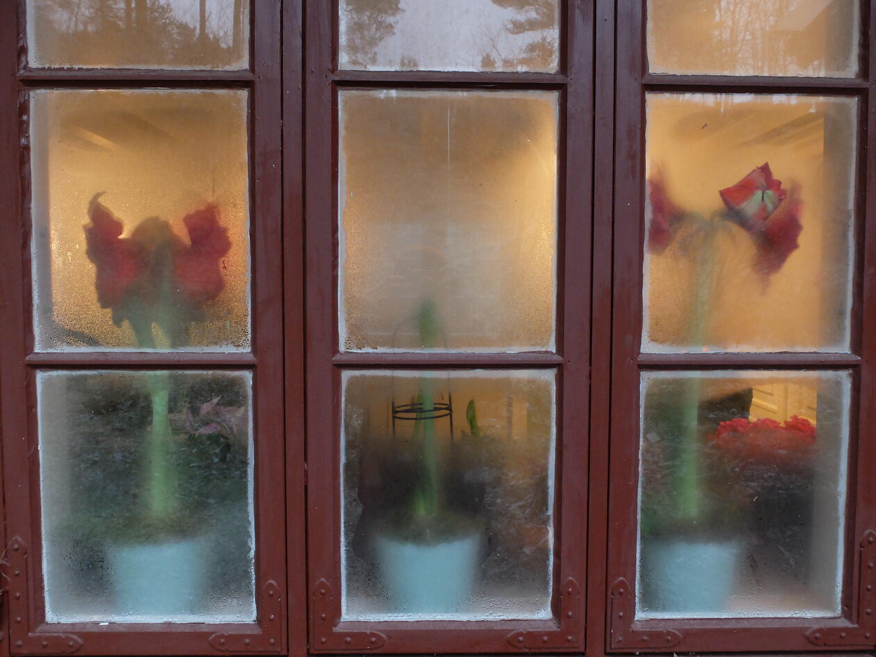 Amaryllis i vinduskarmen