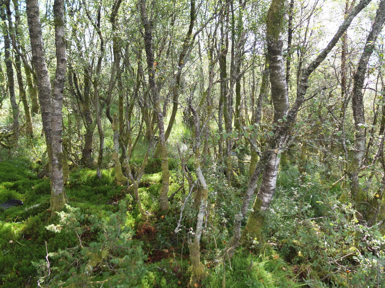 Natural mixed broadleaved forest