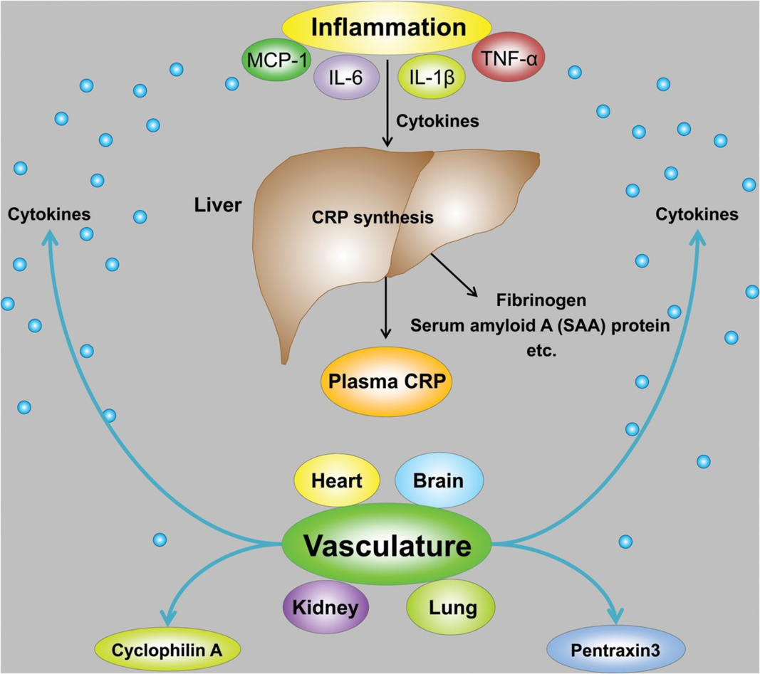 The synthesis of CRP in the liver is increased by circulating inflammatory cytokines.