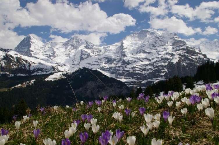 Snowy mountains below blue sky and white clouds, a meadow of croci at the front