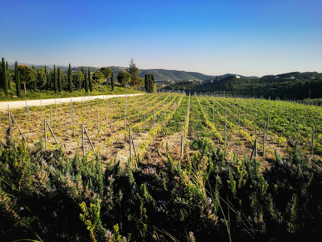 Landscape of vineyard fields and blue sky.