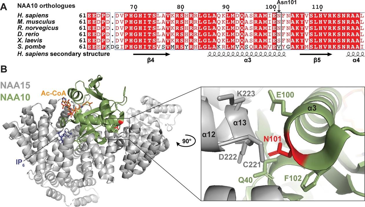 The NAA10 Asn101Lys variant disrupts the NAA10-NAA15 (NatA) complex and thereby the ability of this complex to carry out protein N-terminal acetylation.