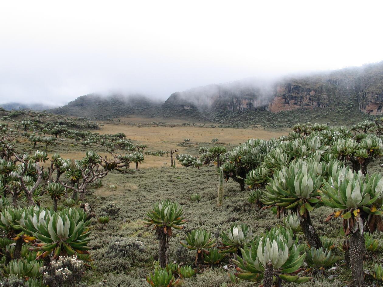 The afroalpine zone high above the tree line on Mt Elgon in Uganda, dominated by dwarf shrubs and the palm-like forms of giant senecios.