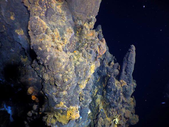 Sulfide structures at the YBW-Sentry vent field have yellow iron staining, and host white Bythograeid crabs.