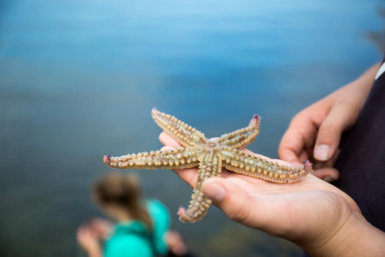 Starfish / Sjøstjerne
