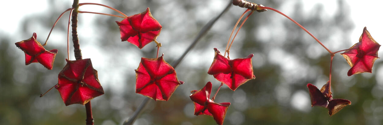 Frøstander av Euonymus macropterus