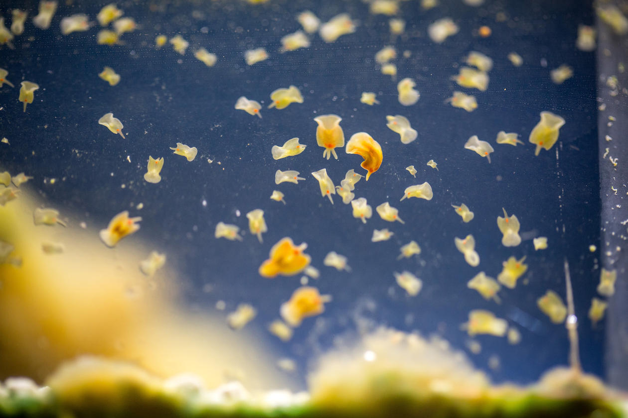 Convolutriloba macropyga Moments