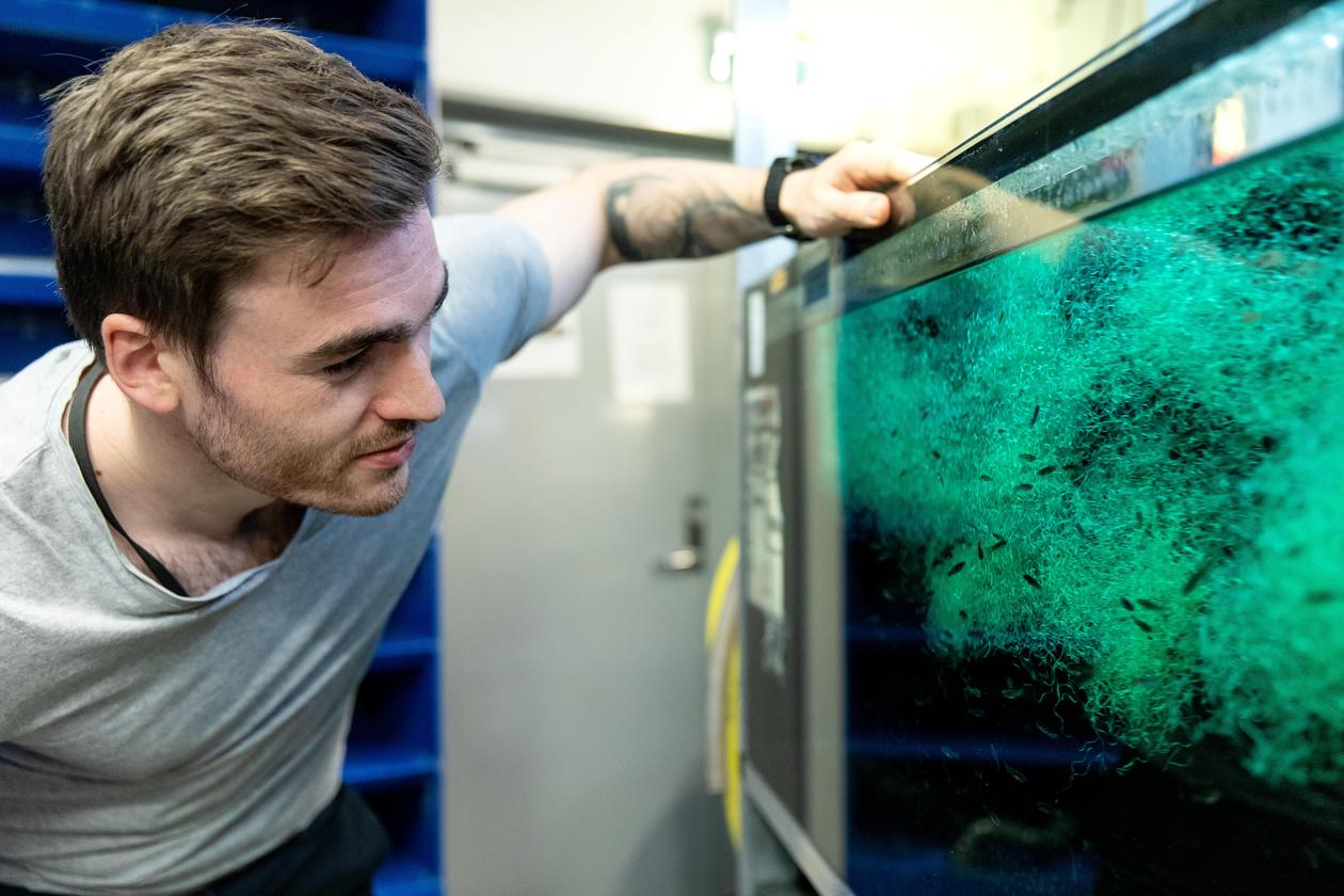 A student at the University of Bergen in the fish laboratory.