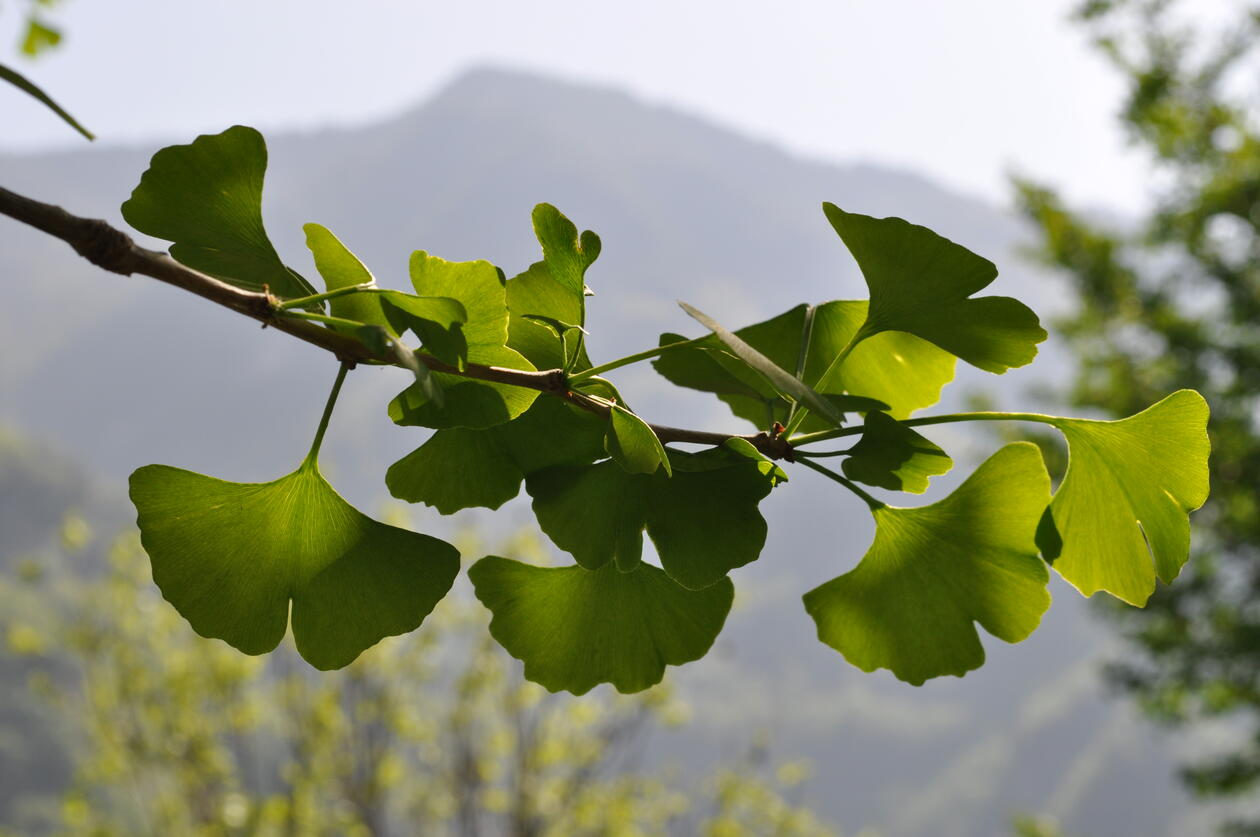 Ginkgo i Kina