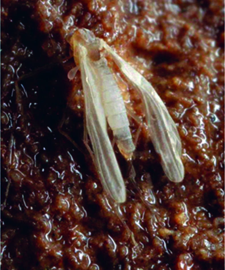 Newly emerged Troglocladius haji Troglocladius haji on wall