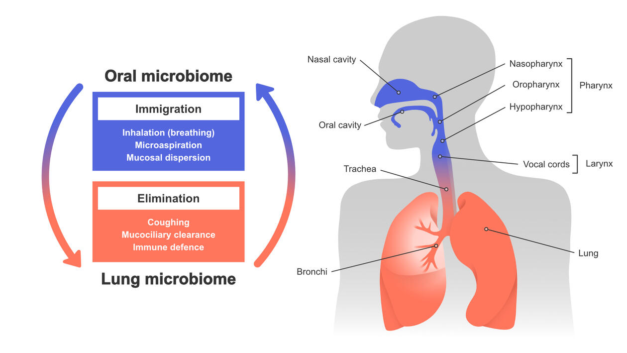 Oral microbiome and lung 