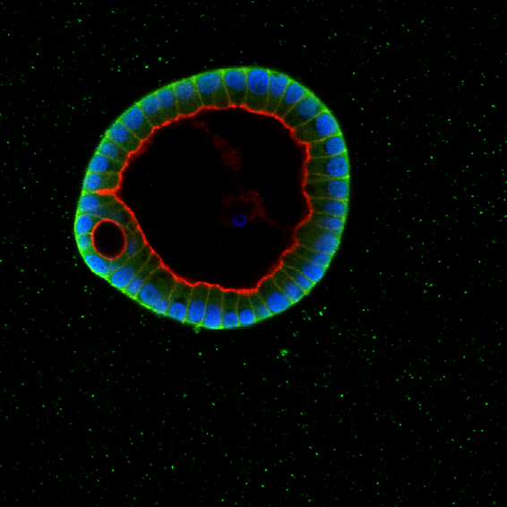 Fluorescence image of a MDCK cyst stained for F-actin (in red), beta-catenin (in green), and nucleic acids (in blue).