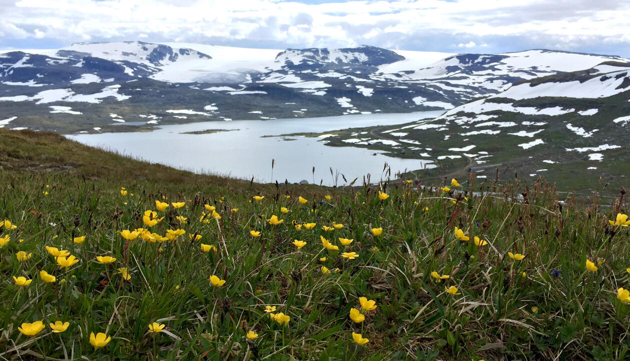 Lanscape of lake surrounded my snowy mountains and yellow flowers in the foreground