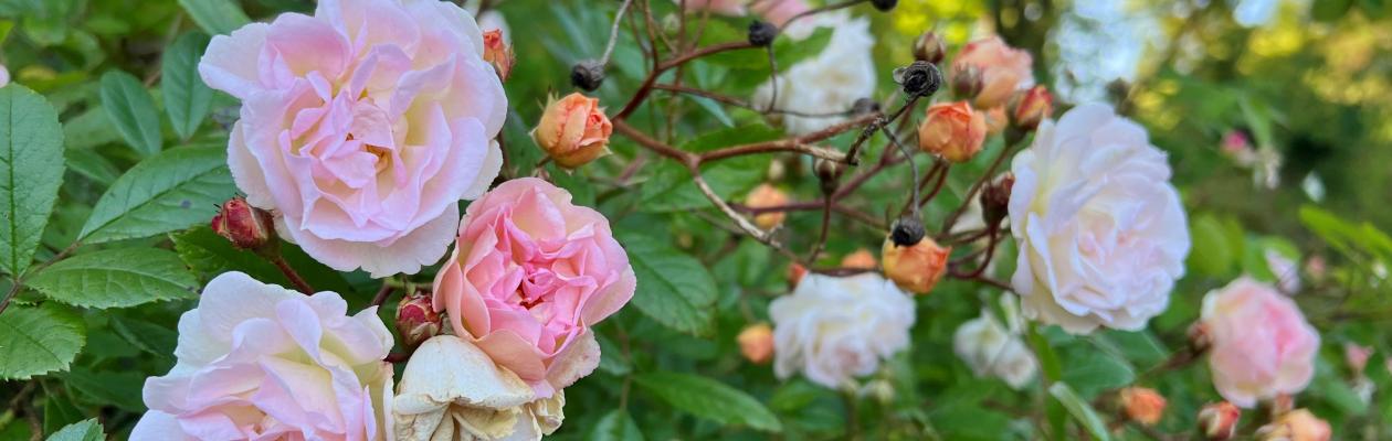 Rosa 'Ghislaine de Feligonde'