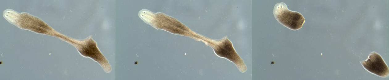 Prof. Francesc Cebrià