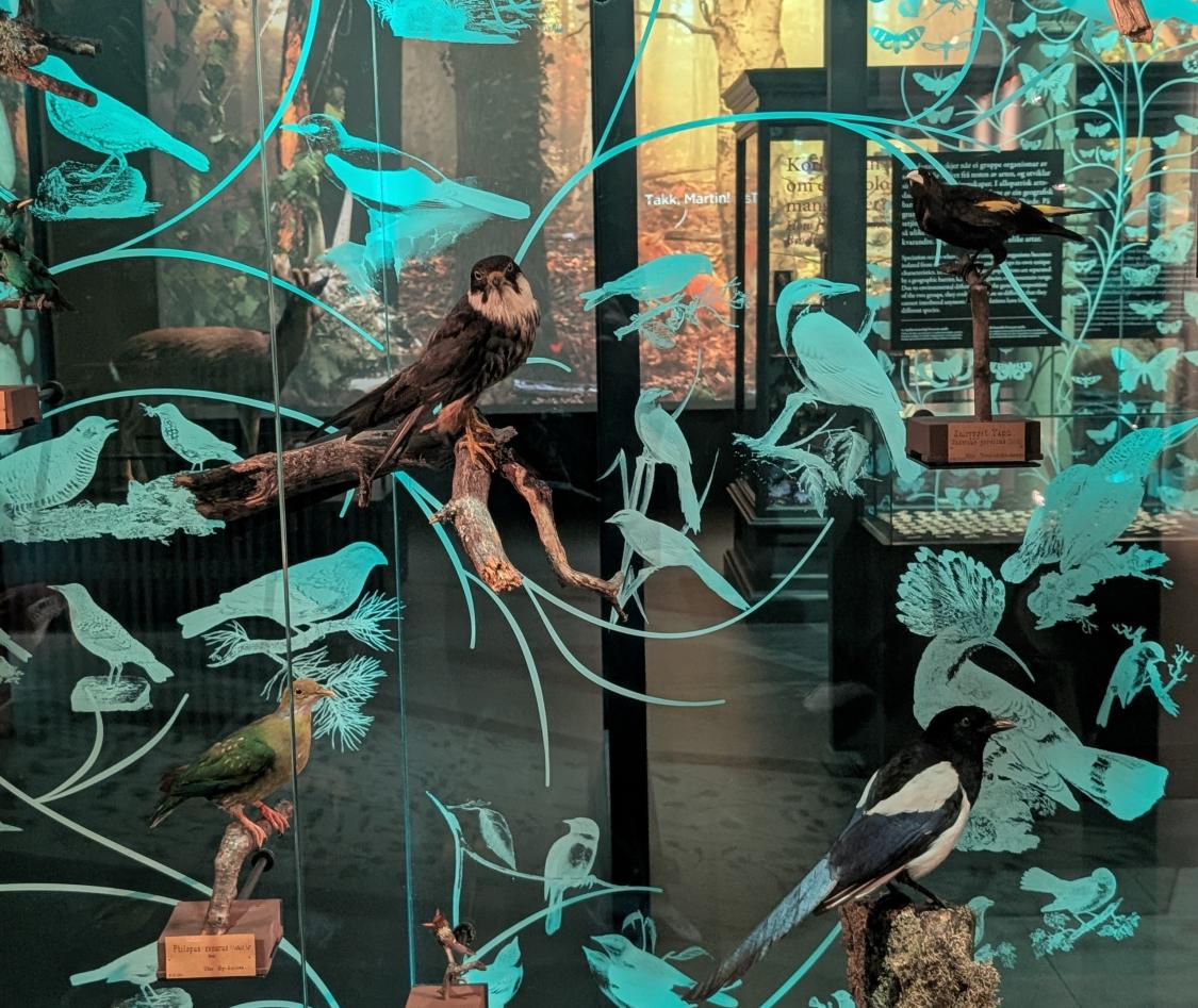 Utstoppede fugler foran en glassvegg av fuglesilhuetter