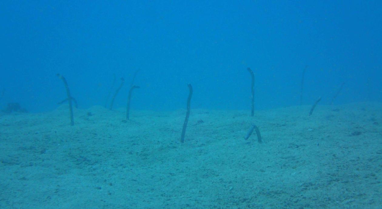 Garden eels