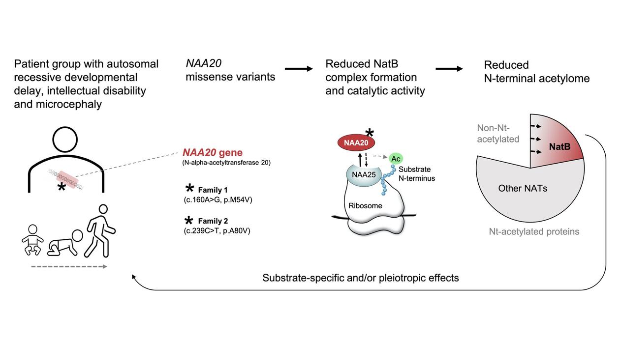 Feil ved NAA20 genet fører til at NatB komplekset av proteinene NAA20 og NAA25 ikke dannes optimalt. Derved blir NatB sin evne til å utføre acetylering av cellulære proteiner redusert og dette fører til sykdom. 