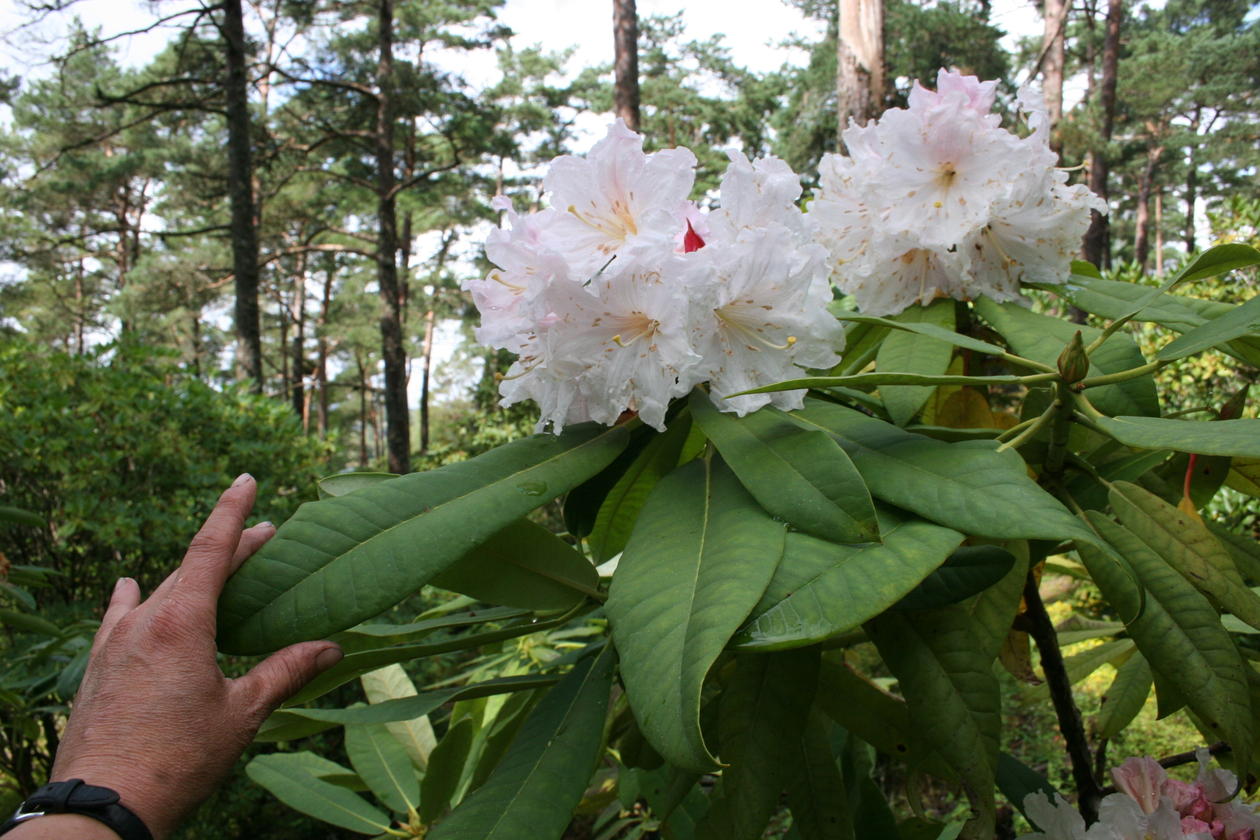 Rhododendron glandulifera