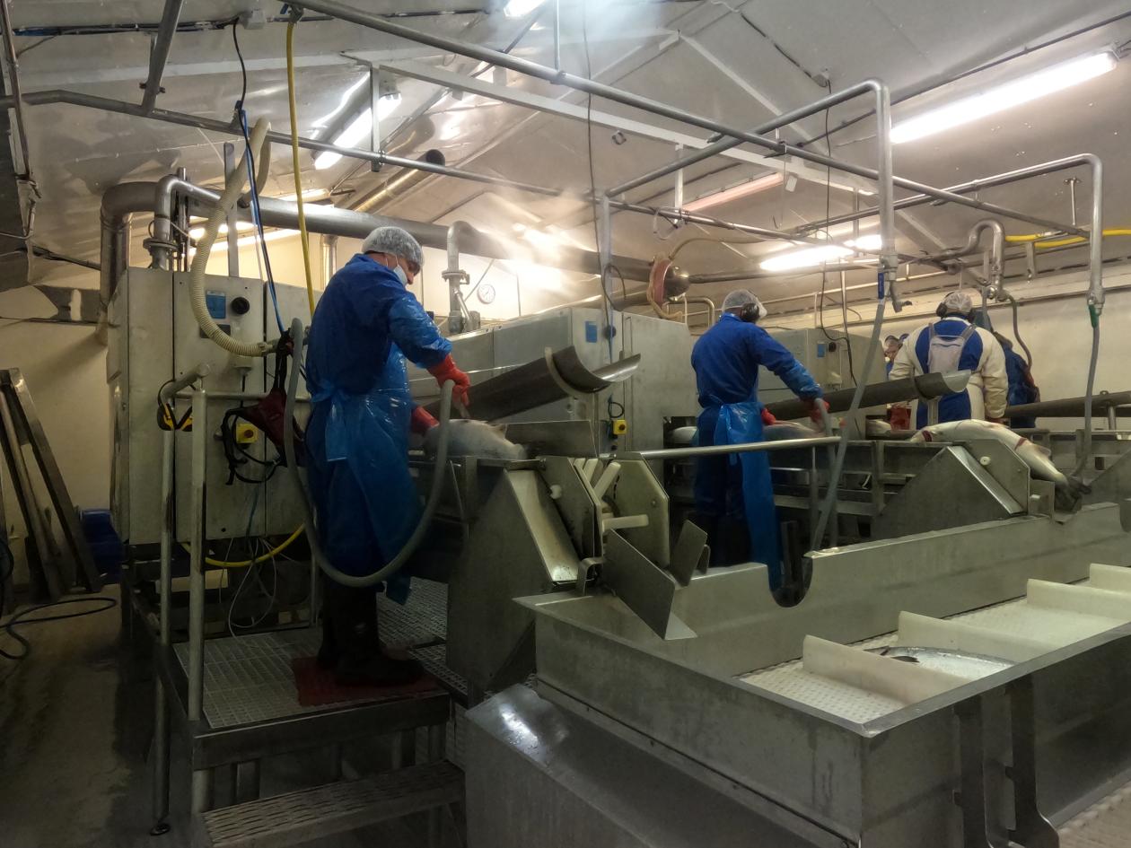 Workers in a salmon fishery