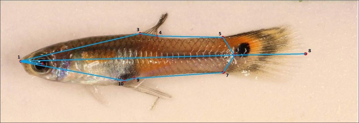 A picture of a guppy fish with landmarks and connecting lines