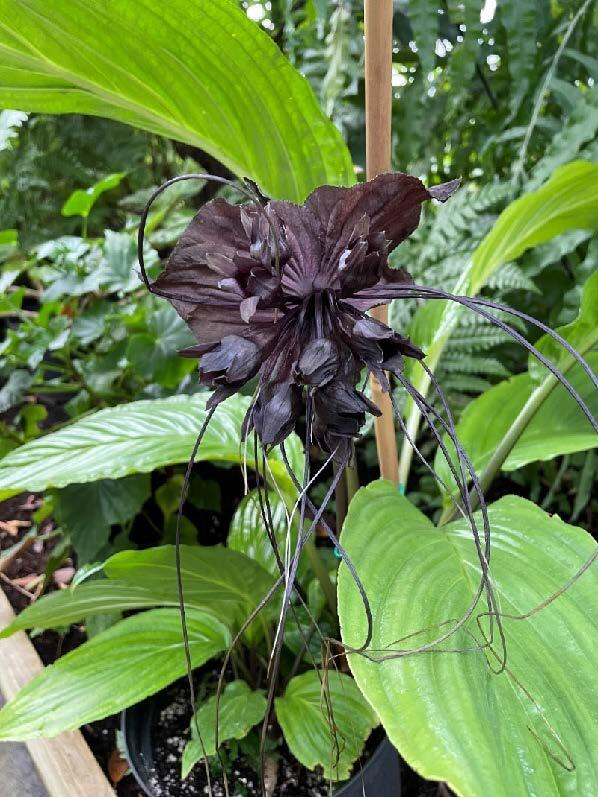 Tacca sp. i blomst
