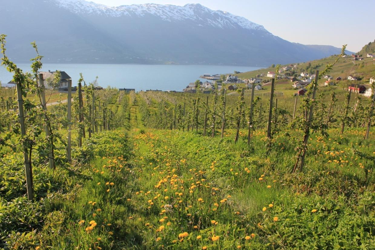 A view between two rows of apple trees towards Hardanger fjord