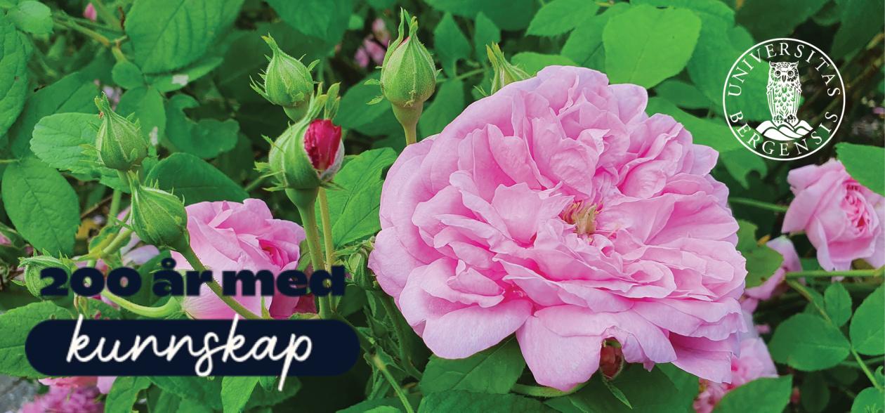 Rose flowers, UiB logo, 200 år med kunnskap
