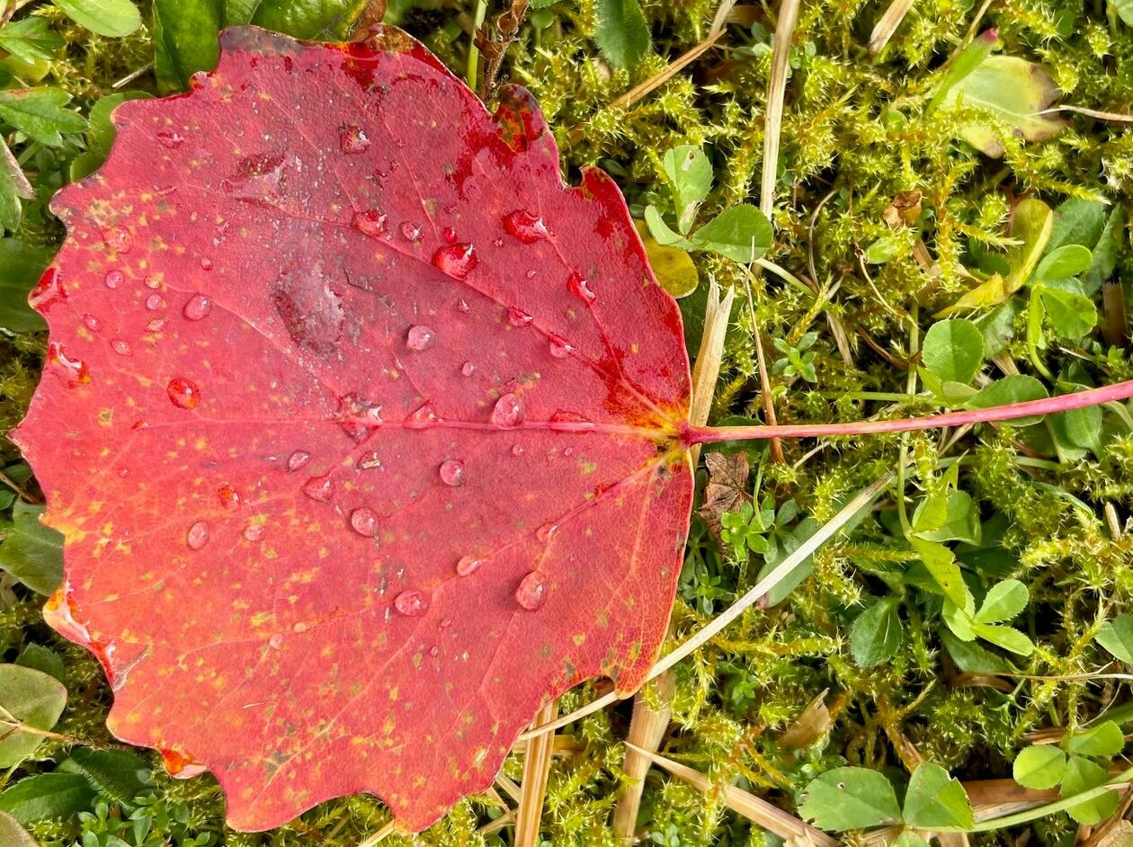Et rødt ospeløv med duggdråper på. 