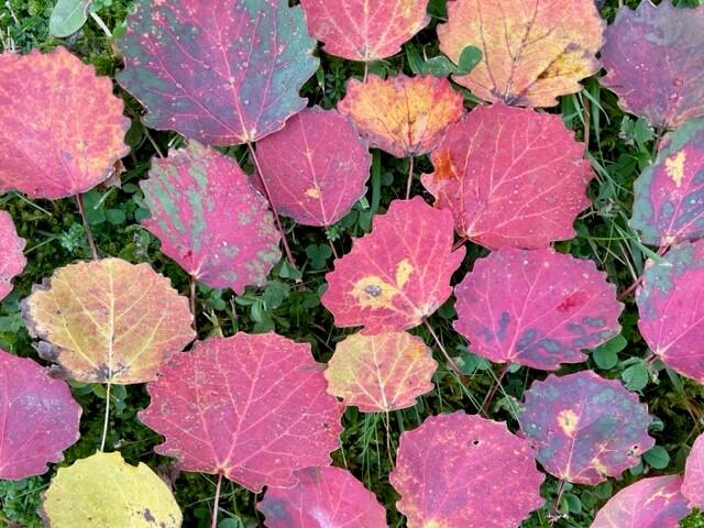 Bilde av mange ospeløv i ulike høstfarger.