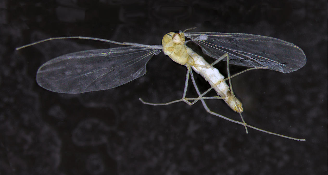 new species Troglocladius haji 