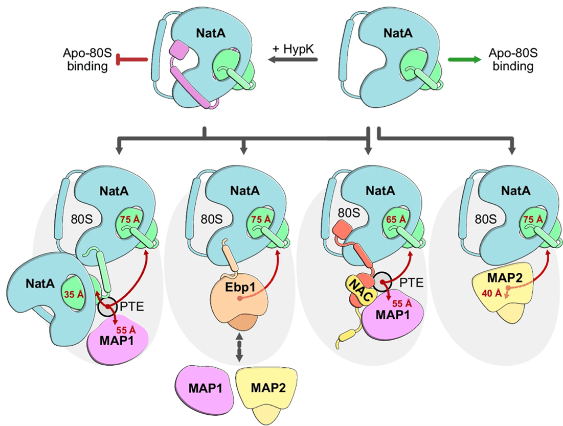 NatA interactions at the human ribosome.
