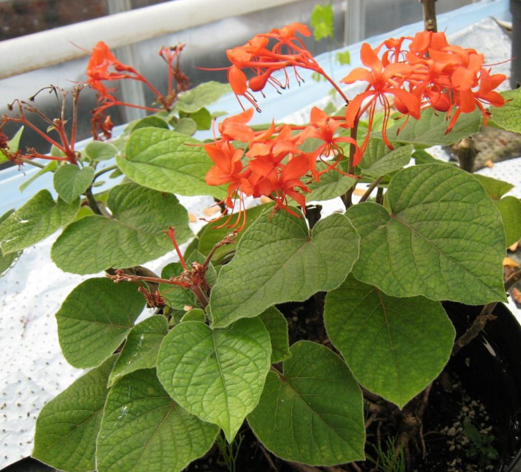 Clerodendrum speciosissimum