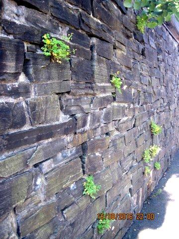 plantar med elaiosom