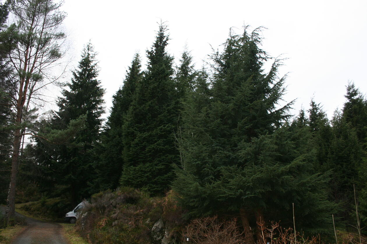 Hemlokk plantet før Arboretet ble til