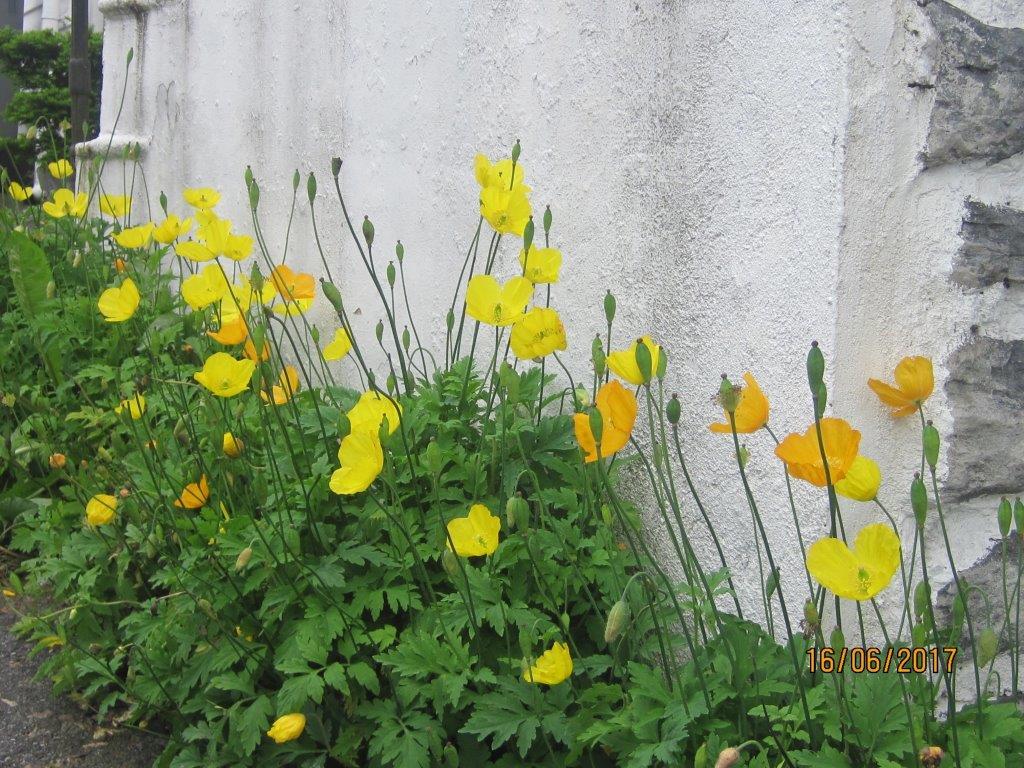 Den falske valmusesøster