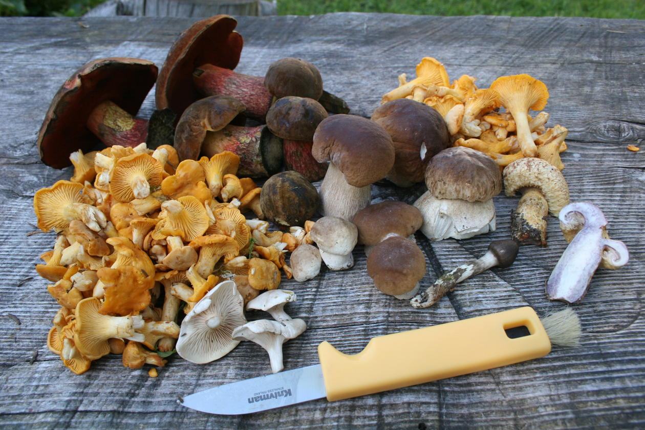 Du kan finne gode områder med matsopper i skogen i Arboretet. 