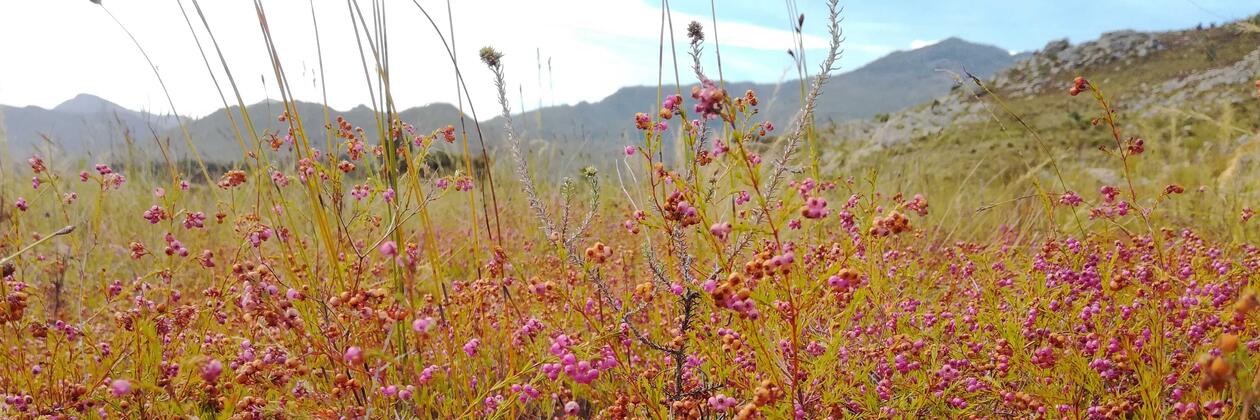 Erica multumbellifera in the Western Cape