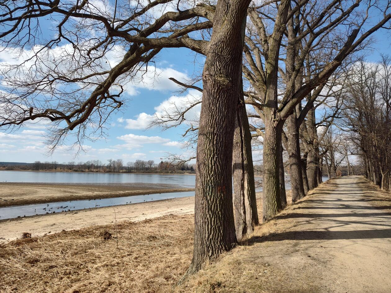 Big oak trees along a gravel path next to a fishpond