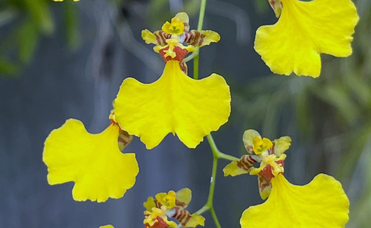 Oncidium orchid flowers