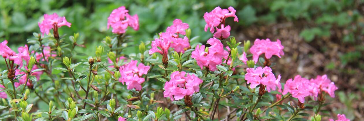 Rhododendron kotschyi (Endangered)