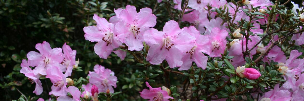 Rhododendron dendrocharis