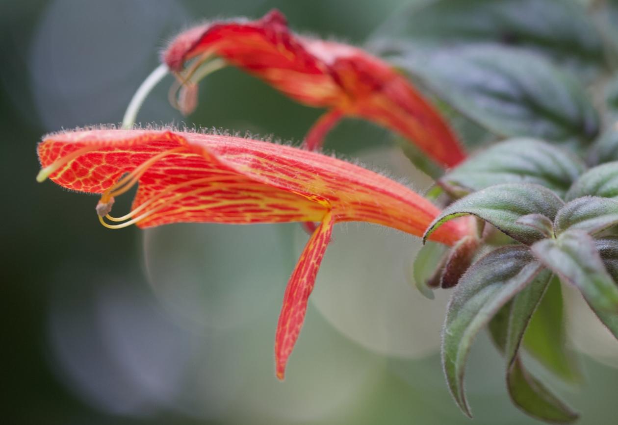 Flowers of Columnea microcalyx