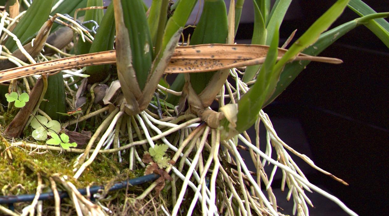 Roots of epiphytic orchids