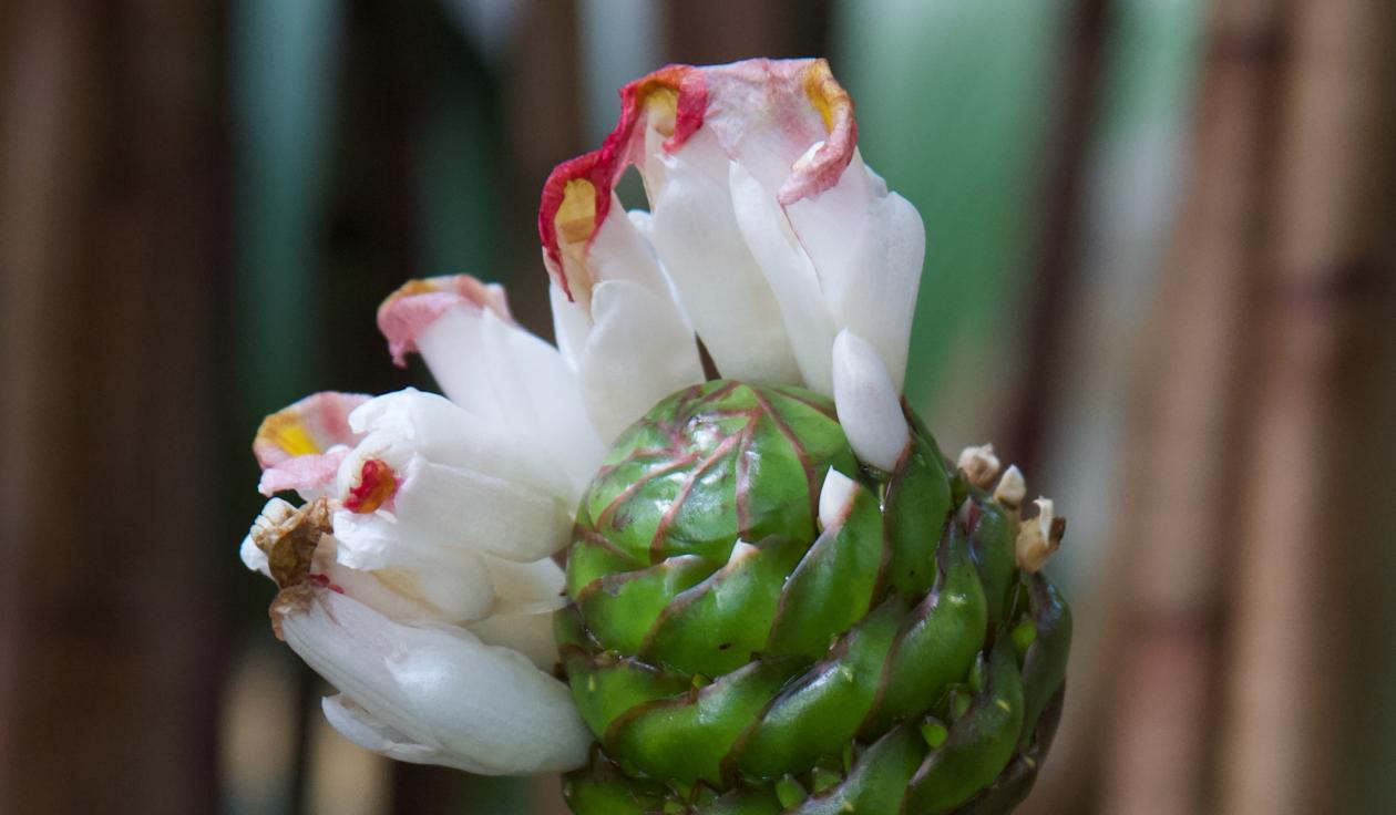 Costus afer inflorescence in the Museum Garden