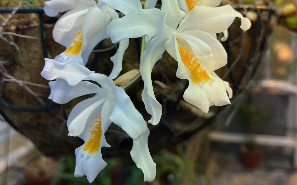 Coelogyne cristata orchid