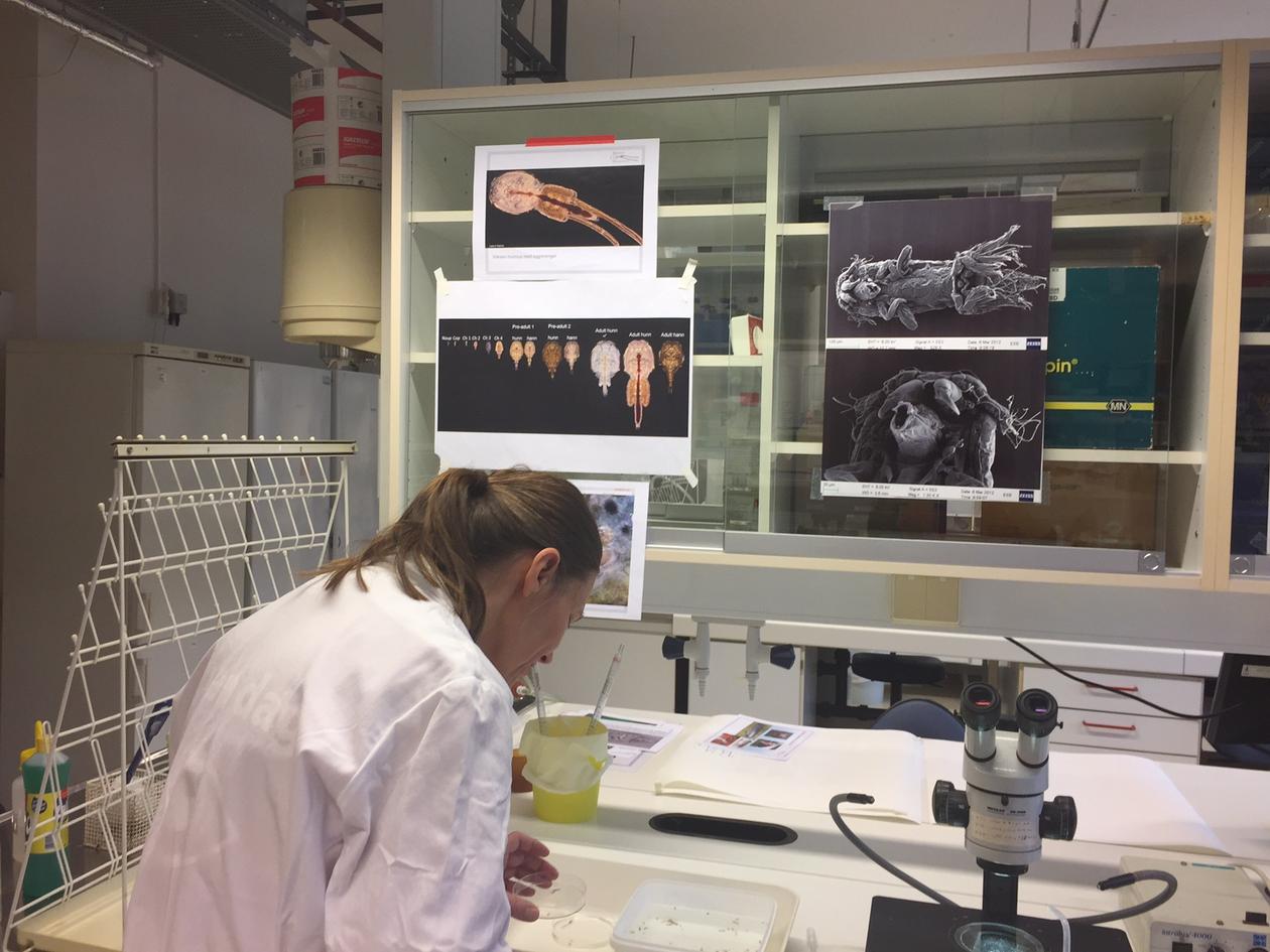 Forsker studerer lakselus i en petriskål